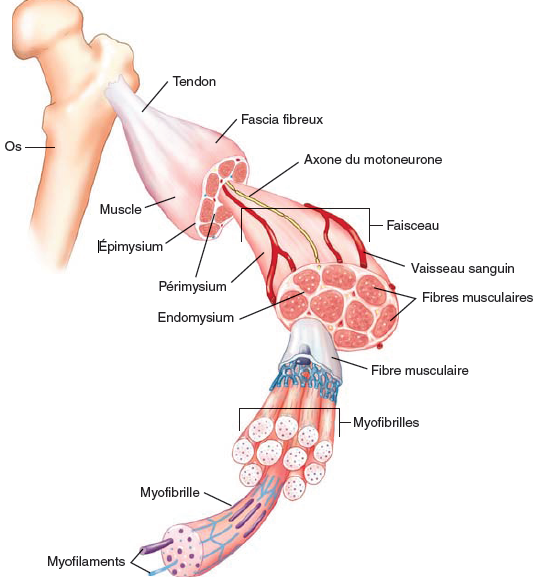 La composition d'un muscle strié squelettique : du faisceau à la myofibrille (source : https://www.toutsurlasarcopenie.fr/muscle/)
