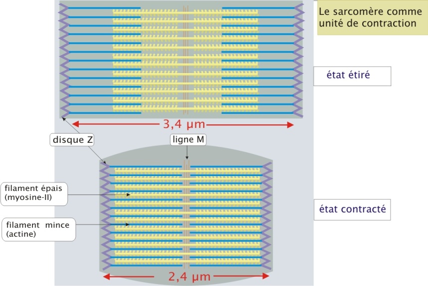 La sarcomère : unité contractile du muscle (source : https://ressources.unisciel.fr/biocell/chap4/co/module_Chap4_12.html)